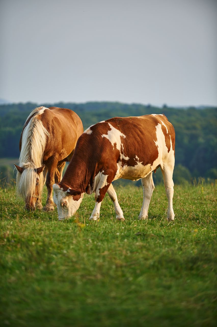 Faune Vache Montbéliarde BI-0329